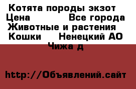 Котята породы экзот › Цена ­ 7 000 - Все города Животные и растения » Кошки   . Ненецкий АО,Чижа д.